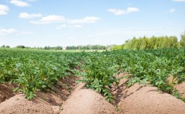 What is the seeding rate of potatoes per 1 hectare in tons and how to calculate it correctly