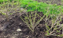 At what distance from each other are gooseberry and currant bushes planted