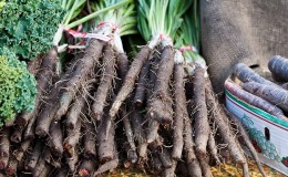 Qu'est-ce que le jus de carotte noire: culture, préparation et application