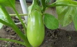 Bakit ang mga eggplants ay hindi magiging asul, ngunit lumiliko at kung paano ito maiiwasan