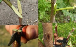 Instruction for gardeners: grafting an apple tree in summer with fresh branches in stages in different ways