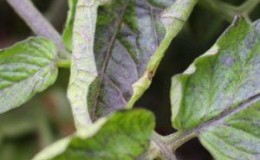 What to do when tomato leaves curl