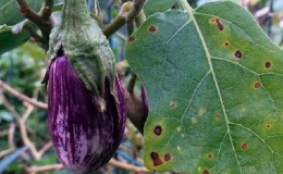 Wat te doen om te voorkomen dat auberginebladeren uitdrogen en waarom ze opdrogen en barsten