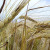 Podobnosti a rozdiely medzi pšenicou a ražou, pokiaľ ide o vzhľad, zloženie a použitie