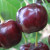 Vyšnių-vyšnių hibridinė vyšnia „Miracle“