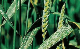 Why is wheat smut dangerous and how to deal with it