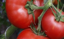 Υπέροχες ντομάτες για θερμοκήπια και θερμοκήπια: η ντομάτα 