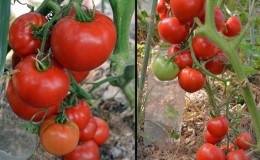 Welke opbrengst mag je verwachten van de tomatensoort 