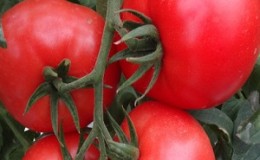 Wielkoowocowa odmiana o przyjemnym smaku - pomidor Akulina wraz z instrukcją uprawy krok po kroku