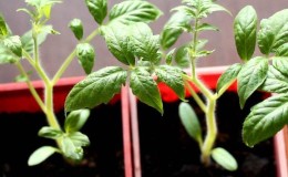 How to choose tomatoes for seedlings