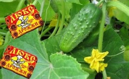 What is useful for feeding cucumbers in a greenhouse with yeast, how to cook and use it correctly