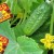 Čo je užitočné na kŕmenie uhoriek v skleníku kvasnicami, ako ich variť a správne používať
