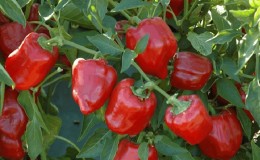 Pokyny na pestovanie chutné papriky