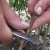Reglas de reproducción para esquejes de ciruela de cerezo en verano y las etapas de crecimiento de un árbol a partir de una ramita.