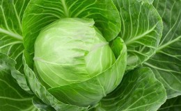 Menza f1 high-yielding mid-late cabbage hybrid
