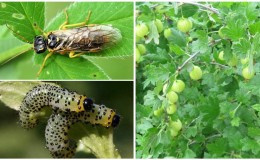 A pest dangerous for the crop - gooseberry sawfly and methods of effective control of it