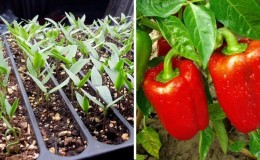 Onde e como amadurecer pimentões em casa: dicas para armazenar vegetais e acelerar seu amadurecimento