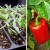Dónde y cómo madurar los pimientos en casa: consejos para almacenar verduras y acelerar su maduración