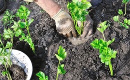 دليل خطوة بخطوة لزراعة شتلات جذر الكرفس: من التحضير إلى الزرع