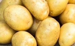 Variedade de batata resistente a doenças de estágio inicial médio - iguaria Bryansk