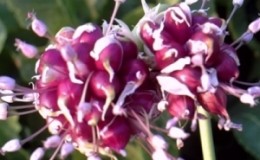 Instructions étape par étape pour planter des bulbes d'ail pour l'hiver: règles de base et secrets des jardiniers expérimentés