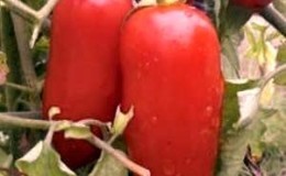 Jak dbać o pomidora 