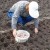 Como preparar canteiros de alho para o inverno: instruções passo a passo para agricultores novatos e conselhos de colegas experientes
