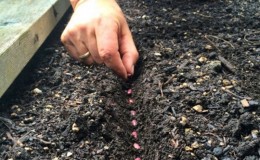 Cách trồng đậu ngoài trời