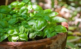 Step-by-step instructions for growing basil on a balcony from seeds