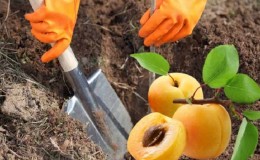 Un guide du débutant pour planter des abricots à l'automne