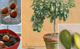 Најбољи начини како брзо и лако сазрети авокадо код куће