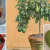 As melhores maneiras de amadurecer um abacate em casa com rapidez e facilidade