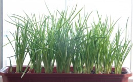Step-by-step instructions for forcing onions for herbs at home and on the site