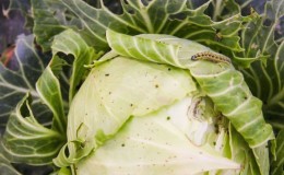 Tırtıllardan ve sümüklü böceklerden lahana nasıl işlenir: halk ilaçları