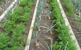 Règles de rotation des cultures pour les carottes: ensuite semer, quoi planter après et ensuite