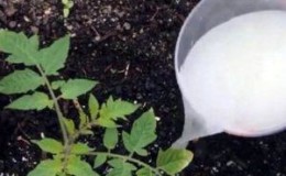 Ako nakŕmiť paradajky počas kvitnutia v skleníku a pri plodení