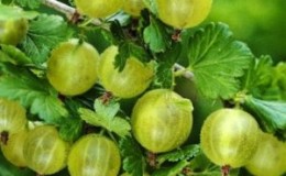 Medium-late winter-hardy Finnish gooseberry na may matamis at maasim na berry
