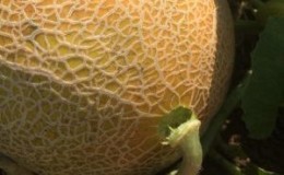 Qué hacer si el melón no está maduro: reglas de almacenamiento para madurar frutas y consejos para elegir