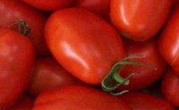 Wie man gute Stolypin-Tomaten anbaut