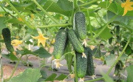 Zelfbestoven komkommersoorten kiezen voor de kas die resistent zijn tegen ziekten