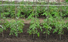 What to do when tomatoes grow poorly