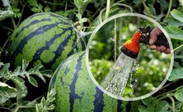 How often to water watermelons and melons in the greenhouse and open field