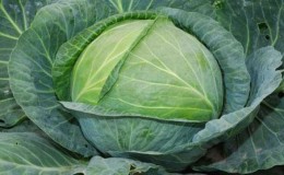 Late ripe high-yielding hybrid of cabbage Atria f1