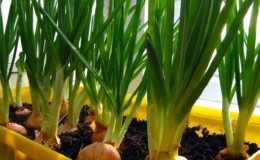 Cómo cultivar cebollas verdes en el alféizar de una ventana: una guía paso a paso para principiantes