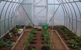 Når og hvordan du planter tomater i et polykarbonatdrivhus