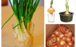 Detailed instructions: how to grow onions from A to Z