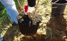 Un guide étape par étape pour planter un pommier à racines fermées en été