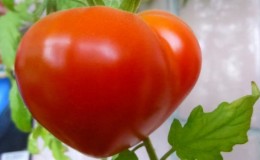 Bol miktarda lezzetli domates hasadı veren Domates 
