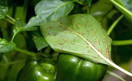 Paano mabisa ang pakikitungo sa aphids sa paminta nang hindi nakakapinsala sa ani