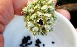 Wie man Nigella-Zwiebeln aus Samen züchtet